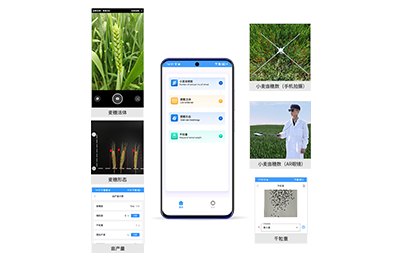 南区小麦亩穗数分析仪IN-XM02