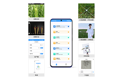 南区小麦表型测量仪IN-XM05
